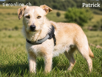 Patrick sucht Ihr Vertrauen