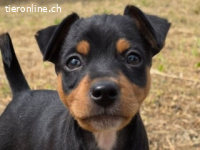 Patroclo - Geschwister , Aquiles, Helena und Hector