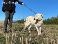Patty - Vorsichtig auf den Pfoten, groß im Herzen