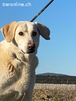 Patty - Vorsichtig auf den Pfoten, groß im Herzen