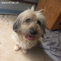 Paulchen sucht sein Für immer Zuhause