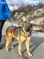 Pavarotti sucht neue Bühne