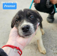 Peanut möchte geliebt werden