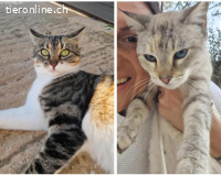 PEARL & TEA - DIE UNZERTRENNLICHEN FREUNDINNEN