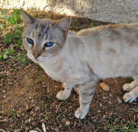 PEARL & TEA - DIE UNZERTRENNLICHEN FREUNDINNEN
