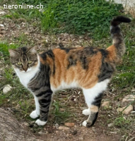 PEARL & TEA - DIE UNZERTRENNLICHEN FREUNDINNEN