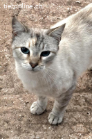 PEARL & TEA - DIE UNZERTRENNLICHEN FREUNDINNEN