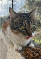 PEARL & TEA - DIE UNZERTRENNLICHEN FREUNDINNEN