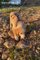 Pepeo (3Monate)- Lakritznase wünscht sich ein Zuhause