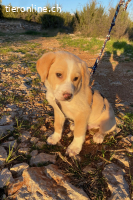 Pepeo (3Monate)- Lakritznase wünscht sich ein Zuhause