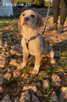 Pepeo (3Monate)- Lakritznase wünscht sich ein Zuhause