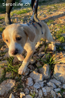 Pepeo (3Monate)- Lakritznase wünscht sich ein Zuhause