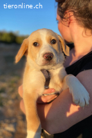 Pepeo (3Monate)- Lakritznase wünscht sich ein Zuhause