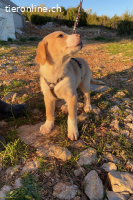 Pepeo (3Monate)- Lakritznase wünscht sich ein Zuhause