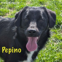 Pepino will die Welt entdecken