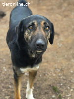 Pepita - tolle Mischlingshündin, 4 Jahre, 60cm & 30 Kilo