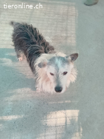 PEPO, m., Mischling, geb. 2010 oder 2012