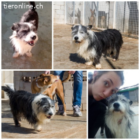 PEPO, m., Mischling, geb. 2010 oder 2012