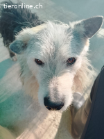 PEPO, m., Mischling, geb. 2010 oder 2012