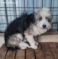 Pepper - aus der Tötung ins Leben