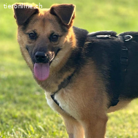 Perec – fröhliche junge Hündin mit Power!