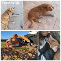 Perico, m./kastr., geb. ca. 07/2015, Grösse 49 cm/20 kg