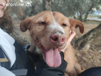 Perico, m./kastr., geb. ca. 07/2015, Grösse 49 cm/20 kg