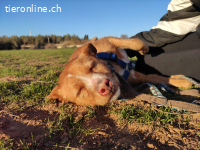 Perico, m./kastr., geb. ca. 07/2015, Grösse 49 cm/20 kg