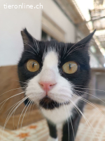 Perillitas, w./kastr., geb. 11/2024