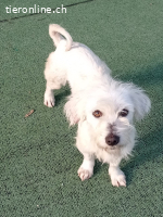 Perla, ein Schatz in einem Karton