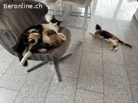 Peter und Nariz suchen gemeinsam ein Zuhause