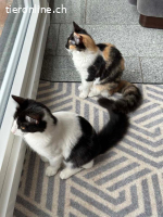 Peter und Nariz suchen gemeinsam ein Zuhause