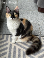 Peter und Nariz suchen gemeinsam ein Zuhause