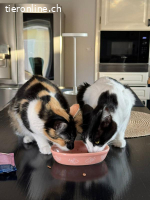 Peter und Nariz suchen gemeinsam ein Zuhause