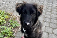 Pfiffige Momo (4-5 Monate) sucht ein liebevolles Zuhause