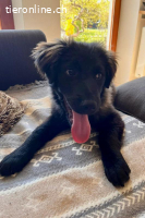 Pfiffige Momo (4-5 Monate) sucht ein liebevolles Zuhause