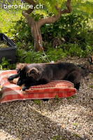 Pfiffige Momo (4-5 Monate) sucht ein liebevolles Zuhause