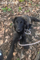 Pfiffige Momo (4-5 Monate) sucht ein liebevolles Zuhause