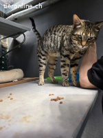 Pfiffiger, verschmuster Juri (1.5J) gebt ihm eine Chance!