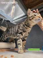 Pfiffiger, verschmuster Juri (1.5J) gebt ihm eine Chance!