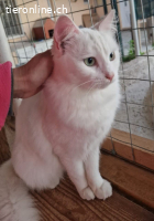 PFLEGESTELLE FUER KATZEN AUS DEM TIERSCHUTZ GESUCHT