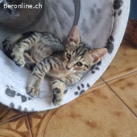Pflegestellen für mutterlose Kitten aus Rhodos GR