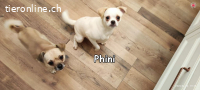 PHINI