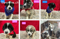 Phoebe, Piper, Pebbles, Peanut und Pixel