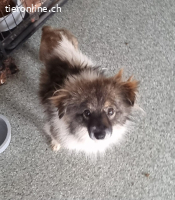 Phoebe, vorsichtig, tapfer voller Sehnsucht