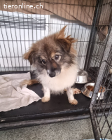 Phoebe, vorsichtig, tapfer voller Sehnsucht