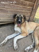 Phoenix - liebevoller Hund sucht Geborgenheit