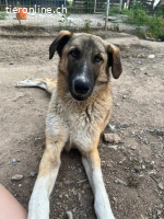 Phoenix - liebevoller Hund sucht Geborgenheit