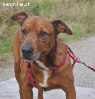 PICUR, freundlicher RIDGEBACK-MIX-RÜDE, CA. 9J., 57CM, 36KG