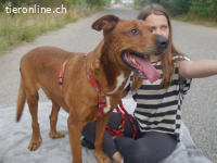 PICUR, freundlicher RIDGEBACK-MIX-RÜDE, CA. 9J., 57CM, 36KG